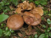 Bitter Olive Cort (Cortinarius infractus) plant