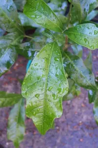 Small-leaved Tamarind