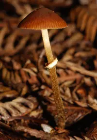 Conocybe rugosa