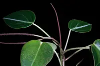 Peperomia plant