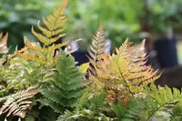 Dryopteris erythrosora 'Brilliance' leaves