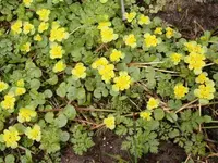Alternate-leaved Golden-saxifrage