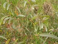 koaoha (Acacia koaia) plant