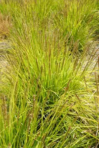 Autumn moor grass