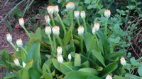 White Bloodlily (Haemanthus albiflos) plant