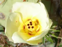 desert rosemallow (Hibiscus coulteri) plant