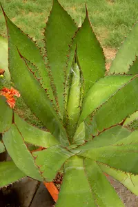 Cow Horn Agave