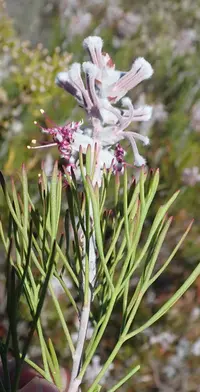 Longhead Sceptre (Paranomus dispersus) plant