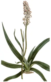 white colicroot