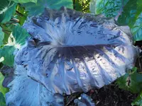 Elephant's Ear