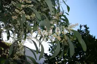 sickle wattle (Acacia falcata) plant