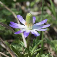 tenpetal thimbleweed