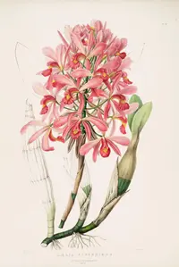 Laelia superbiens