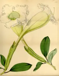 Solandra longiflora