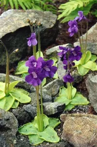 Large-flowered Butterwort
