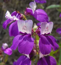 purple Chinese houses (Collinsia heterophylla) plant