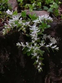 woodland stonecrop (Sedum ternatum) plant
