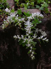 woodland stonecrop (Sedum ternatum) plant