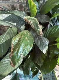 Peace Lily photo by a Botan App user