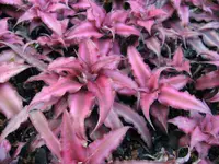 Earth star (Cryptanthus bivittatus) plant