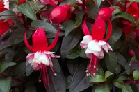 Fuchsia × standishii