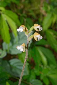 Zeuxine nervosa