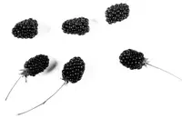 smooth blackberry