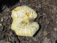 Golden Bolete