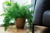 Asparagus densiflorus in the container