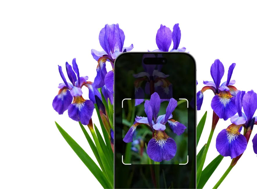 Blue and Purple Flower Identification – Hero