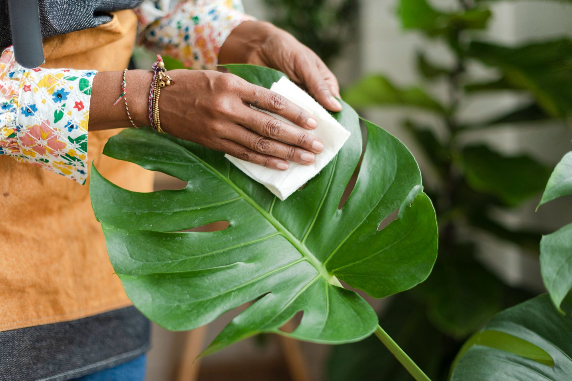 How to Clean Plant Leaves - Monstera's Leaf