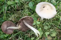 Pale Brittlestem