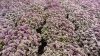 Turtle Vine (Callisia repens) plant