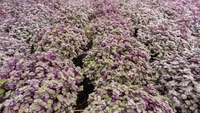 Turtle Vine (Callisia repens) plant