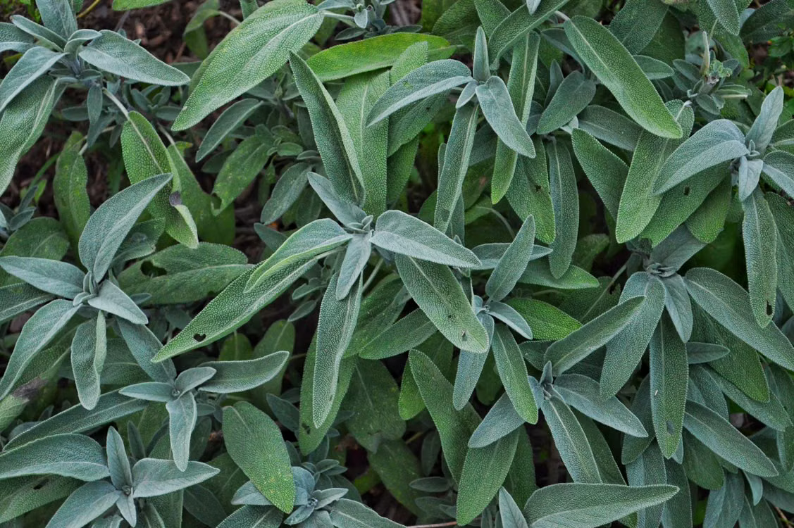 Best Plants That Repel Spiders - Sage