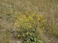 elongated mustard
