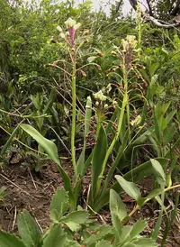 Bellevalia speciosa (Bellevalia speciosa) plant