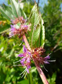 swamp loosestrife