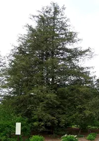 Sawara Cypress