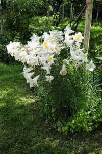 regal lily