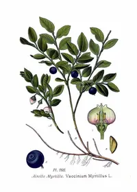 whortleberry