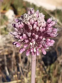 maritime wild leek