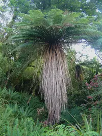 soft tree fern