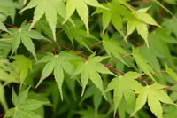 Acer palmatum leaves