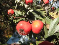 oriental hawthorn
