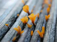 Fan-shaped Jelly Fungus (Dacryopinax spathularia) plant