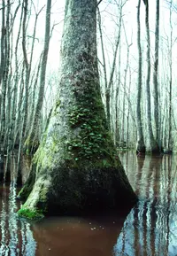 water tupelo