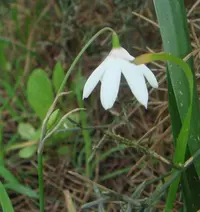 Three-leaved Snowflake