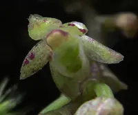 Green Fleshy Tree Orchid