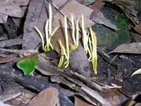 yellow coral fungus
